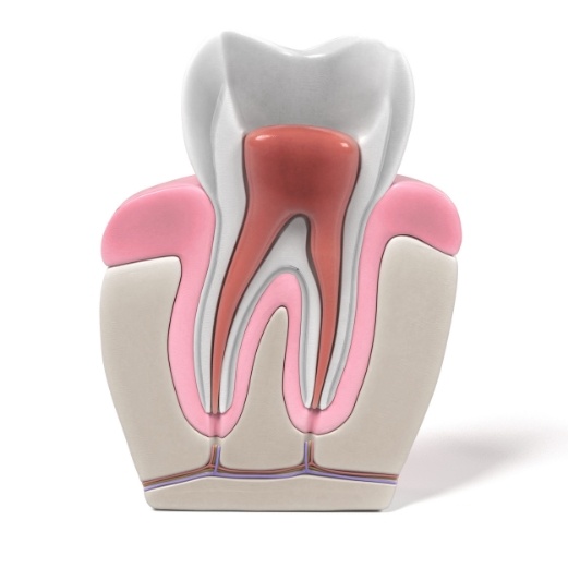 Animated model of tooth within the gums